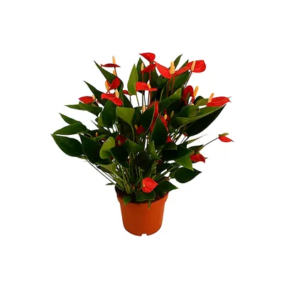 Anthurium Mini Million Flowers P09