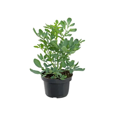 Arruda - Planta Natural Pote 11