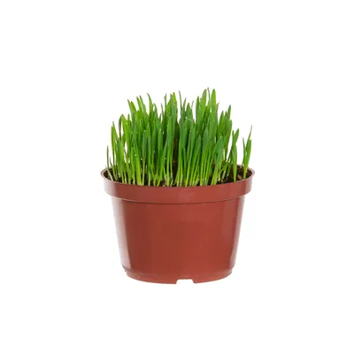 Vaso Aveia Graminha para Pets PT11