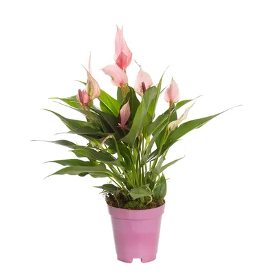 Anthurium Lilli Premium Pote 09