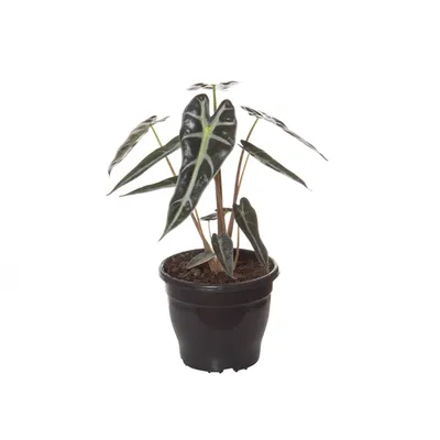 Alocasia Picollini Planta Natural Pote 12