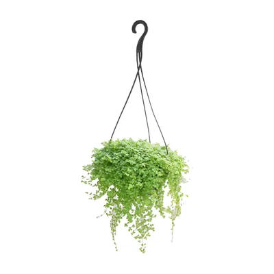 Barba De Moises Planta Natural Cuia 21