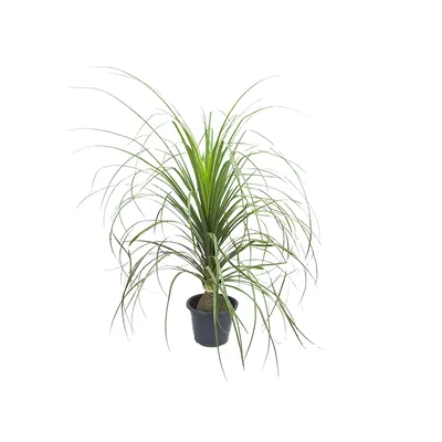 Beaucarnea Planta Natural Pote 24