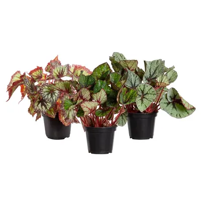 Begônia Beleaf Planta Natural Pote 15