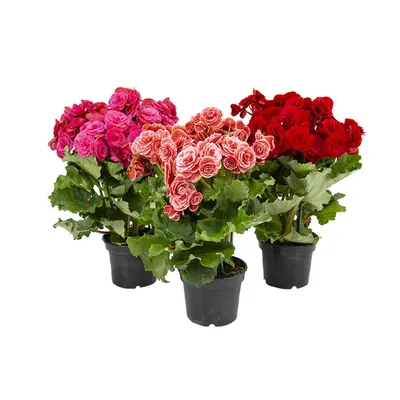 Begônia Planta Natural Pote 15