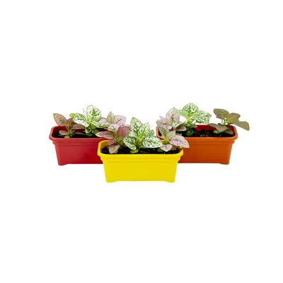 Hypoestes Mini Jardineira 1,1 L