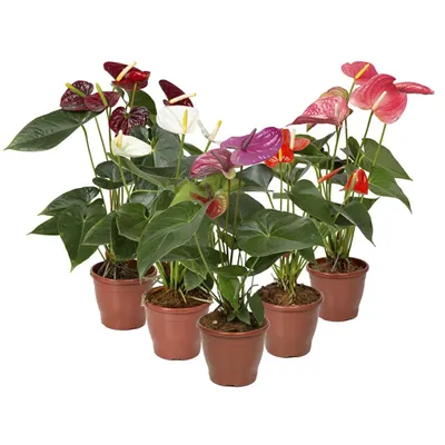 Anthurium Variado Planta Natural Pote15