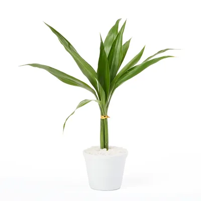 Dracena Micro Espanador Planta Natural Timlog