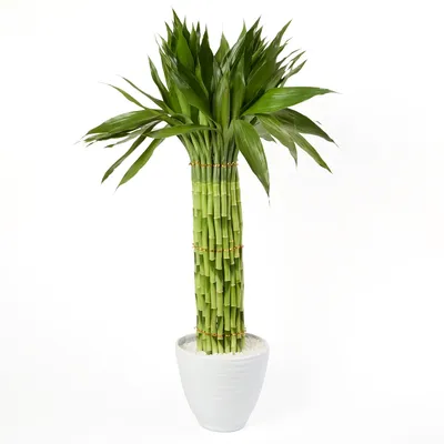 Dracena Micro Circular Planta Natural Timlog