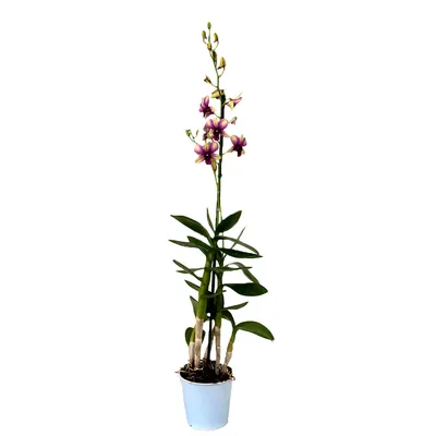 Orquídea Denphalaen Natural Pote 13