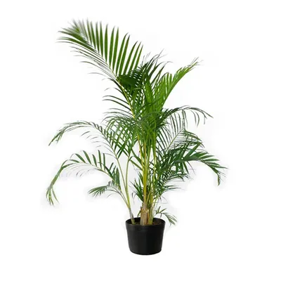 Palmeira Areca Bambu Natural Pote 24