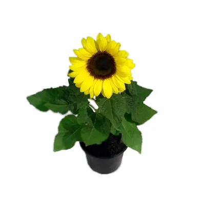 Girassol Mini Flor Natural Pote 11